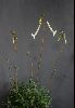 <em>Sinningia tubiflora</em>